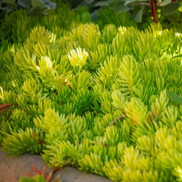 Sedum reflexum