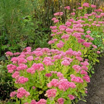 Sedum Spectabilis rose