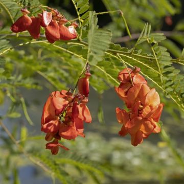 Sesbania punicea - Flamboyant d'Hyères