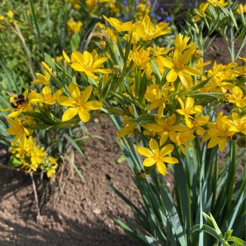 Sisyrinchium de Californie