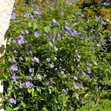 Solanum rantonetti - Gentiane en Arbre