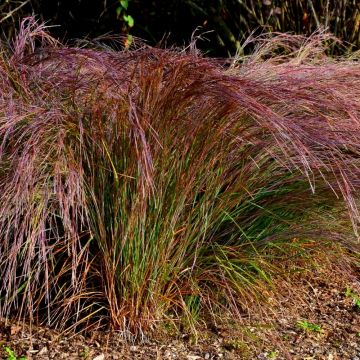 Stipa arundinacea