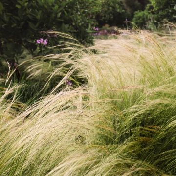 Graminée Stipa tenuissima