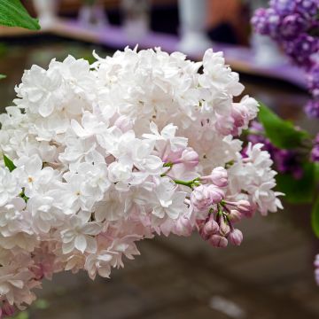 Lilas - Syringa vulgaris Belle de Moscou