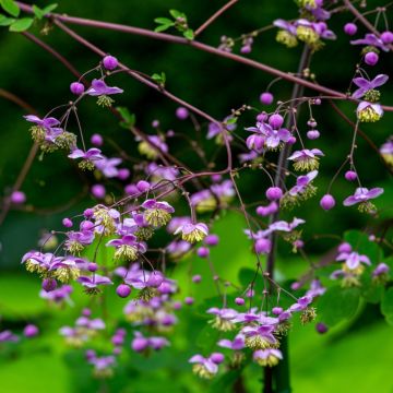 Thalictrum Splendide