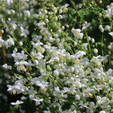 Thalictrum Splendide Album