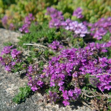 Thym serpolet