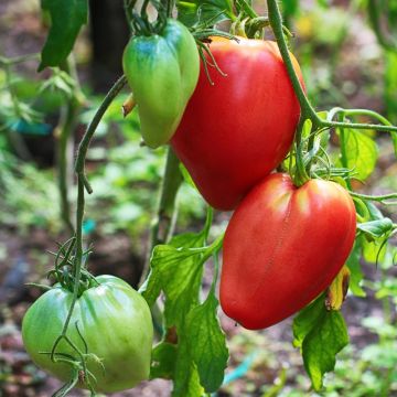 Tomate Cœur de Bœuf
