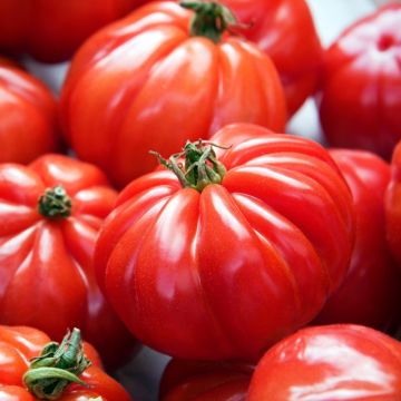 Tomate Marmande