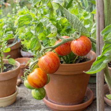 Tomate Tigerella bicolore BIO