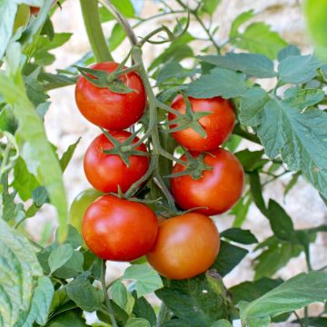 Tomate Pépite F1 (Création Vilmorin) - Vilmorin