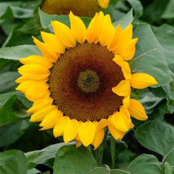 Tournesol à fleur géante