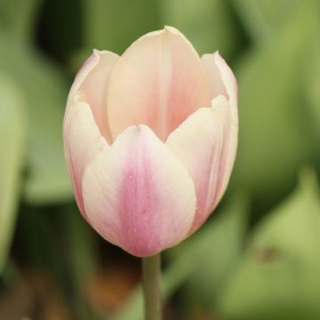 Tulipe Darwin hybride Apricot Delight