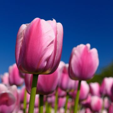 Tulipe Darwin Ollioules