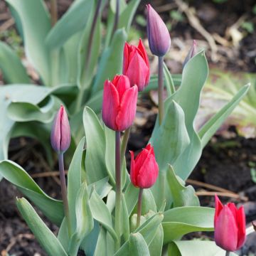 Tulipe Simple Hâtive Couleur Cardinal