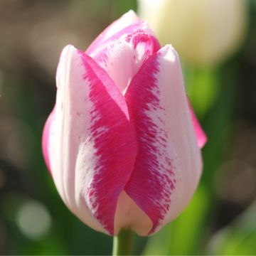 Tulipe Triomphe Affaire