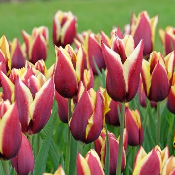 Tulipe Triomphe Gavota