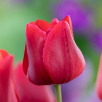 Tulipe Triomphe Ile de France