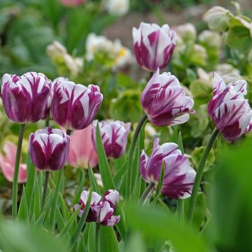 Tulipe Triomphe Rem's Favorite