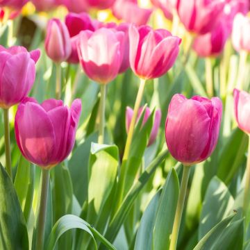 Tulipe triomphe Roussillon