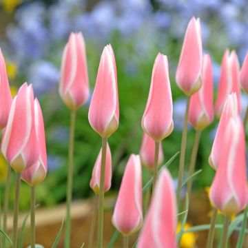 Tulipe Clusiana Lady Jane