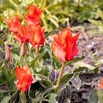 Tulipe Simple Hative Petit Chaperon Rouge