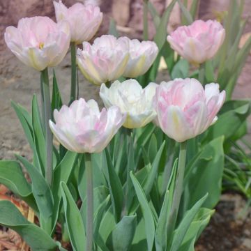 Tulipe double tardive Angélique