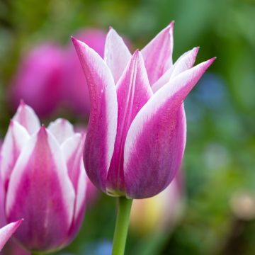Tulipe Fleur de Lis Ballade