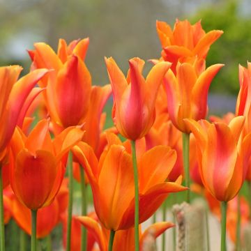 Tulipe Fleur De Lis Ballerina