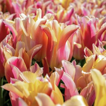 Tulipe Fleur de Lis Marianne