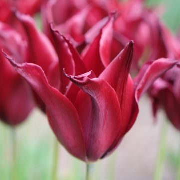 Tulipe fleur de lis Sarah Raven