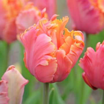 Tulipe Perroquet Amazing Parrot