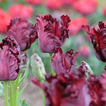Tulipe Perroquet Black Parrot