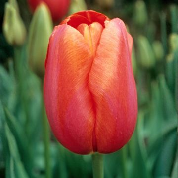 Tulipe Simple Tardive Avignon