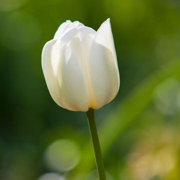 Tulipe Simple Maureen