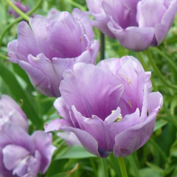 Tulipe simple tardive Violet Beauty