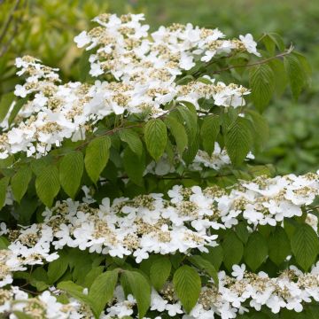 VIBURNUM PLICATUM MARIESI