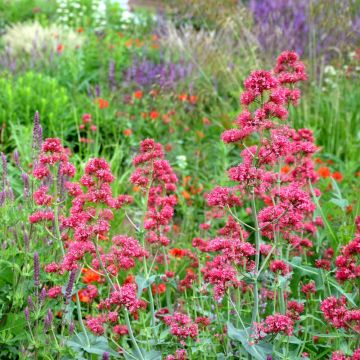 Valériane rouge, Centranthus ruber coccineus