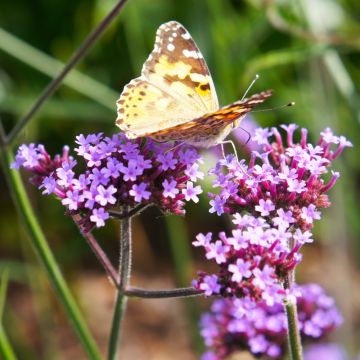 Verbena bonariensis Lollipop - Verveine de Buenos Aires naine