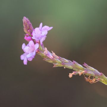 Verveine officinale Bampton