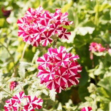 Verveine Superbena Coral Star