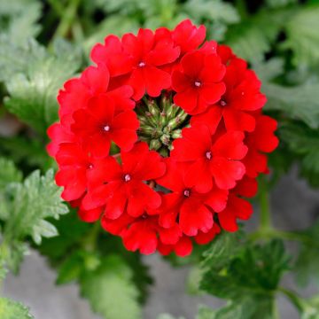 Verveine Vepita Dark Red - Verveine des jardins