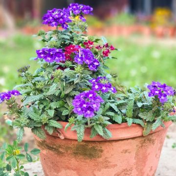 Verveine Estrella Blueberry - Verveine des jardins bleu foncé