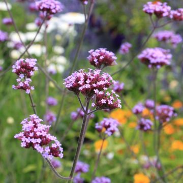 Verveine de Buenos Aires