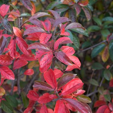 Viorne ou Viburnum Le Bois Marquis cov Pot de 7.5L.