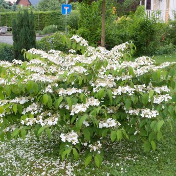 Viorne de Chine 'Great Star'