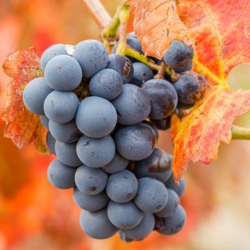 Vigne de table Alphonse Lavallée