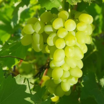 Vigne de table Centennial