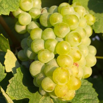 Vigne chasselas doré