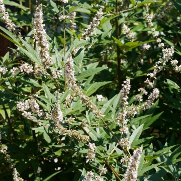 Vitex agnus-castus Albus - Gattilier blanc